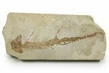 Fossil Salamander (Chelotriton) - Gračanica, Bosnia #377560-1